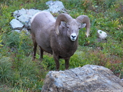 Glacier National Park
