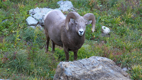 Glacier National Park