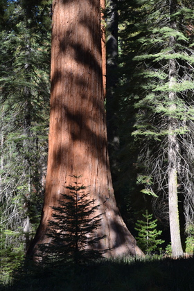 Yosemite National Park