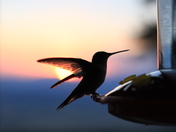 Bridger National Forest