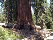 Sequoia National Forest