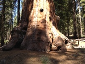 Sequoia National Forest