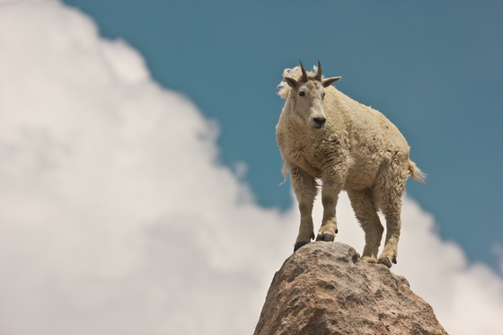 Mount Evans