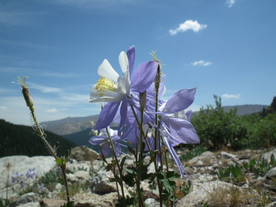 San Isabel National Forest