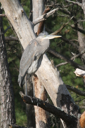 Chincoteague National Wildlife Refuge