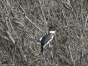 Chincoteague National Wildlife Refuge