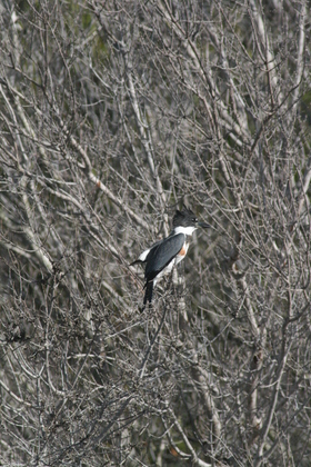 Chincoteague National Wildlife Refuge