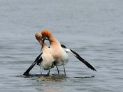 Bombay Hook National Wildlife Refuge