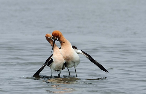 Bombay Hook National Wildlife Refuge