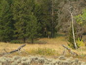 Clarks Fork  Wyoming