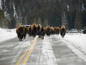 Yellowstone National Park