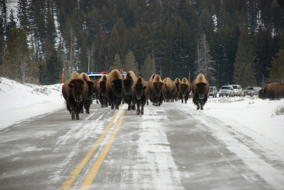 Yellowstone National Park
