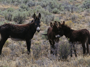 Sheldon National Wildlife Refuge