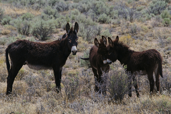 Sheldon National Wildlife Refuge