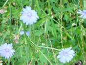 Great Smokey National Park 
