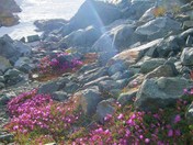 Sierra National Forest