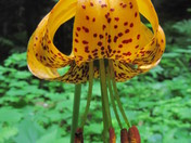 Mount Baker-Snoqualmie National Forest