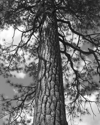 Trinity Natl Forest