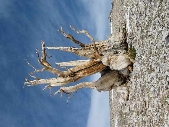 Inyo Natl Forest