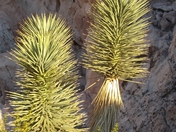 Gold Butte Back Country Byway