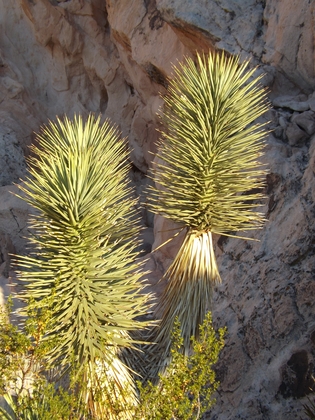 Gold Butte Back Country Byway