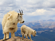 Arapaho National Forest