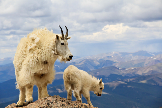 Arapaho National Forest