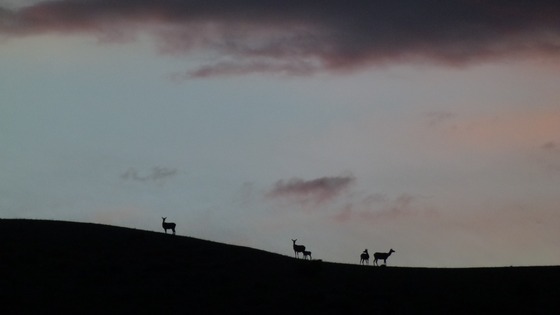 Yellowstone NP