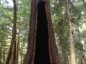 Olympic National Park