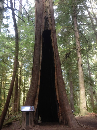 Olympic National Park