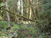 Olympic National Park