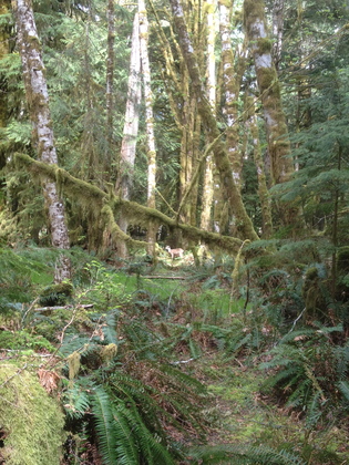 Olympic National Park