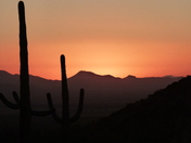 Saguaro National Park