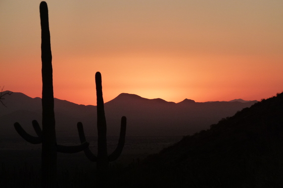 Saguaro National Park