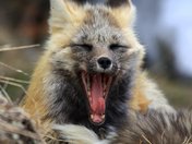 Mount Rainier National Park