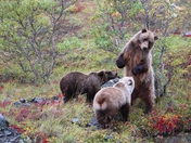 Denali National Park