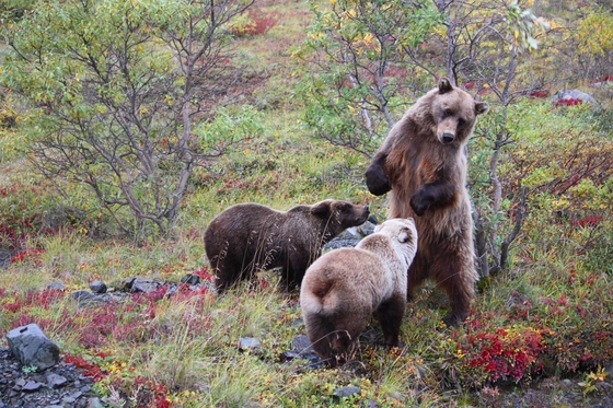 Denali National Park
