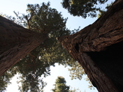 Sequoia National Park