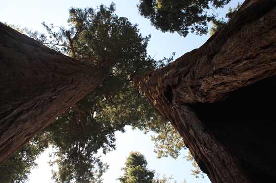 Sequoia National Park