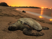 Kaloko-Honokohau National Historical Park