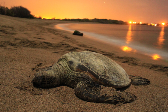 Kaloko-Honokohau National Historical Park