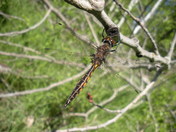 Rice Lake National Wildlife Refuge