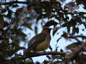 Tamarac National Wildlife Refuge