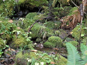 Mt Rainier National Park