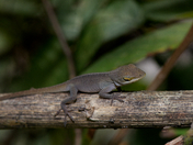 Chattahoochee River National Recreation Center