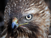 grant canyon national park