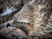 grant canyon national park
