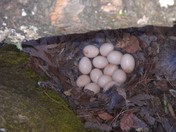 george washington & jefferson national forest