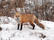 Bombay Hook National Wildlife Refuge