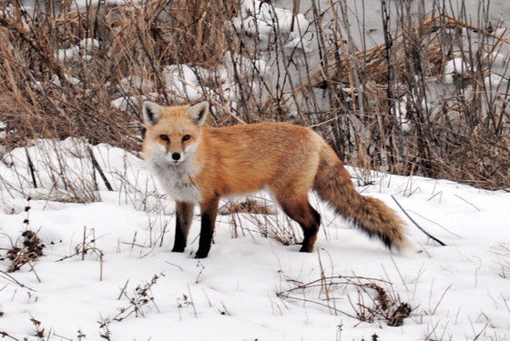 Bombay Hook National Wildlife Refuge